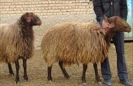 تحقیق پشم گوسفندان ايراني