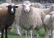 پاورپوینت اقتصاد گوسفنداری