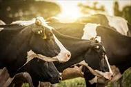 پاورپوینت چالش های مهم در تغذیه استفاده از مکمل های مواد معدنی گاوهای شیری