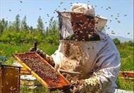پاورپوینت آلودگی به واروا در زنبورداران عسل